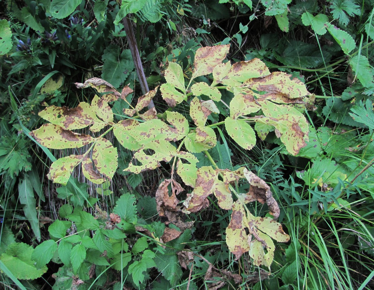 Image of Angelica purpurascens specimen.