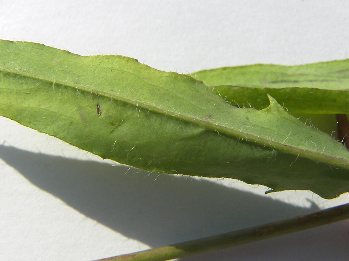Image of Hieracium × biebersteinii specimen.