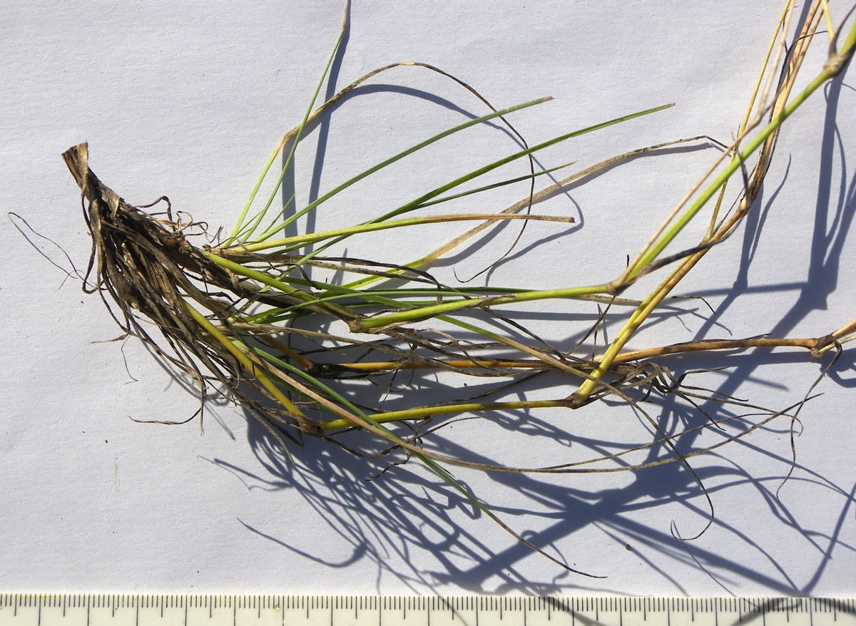 Изображение особи Dianthus elbrusensis.