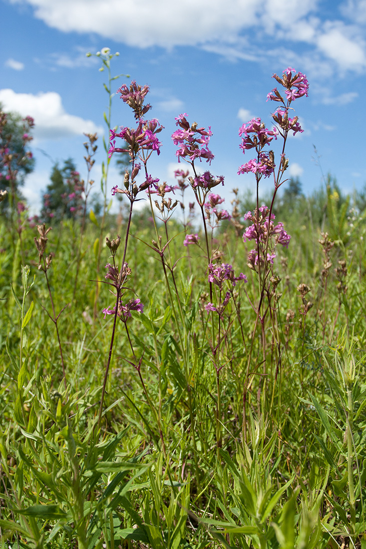 Изображение особи Viscaria vulgaris.