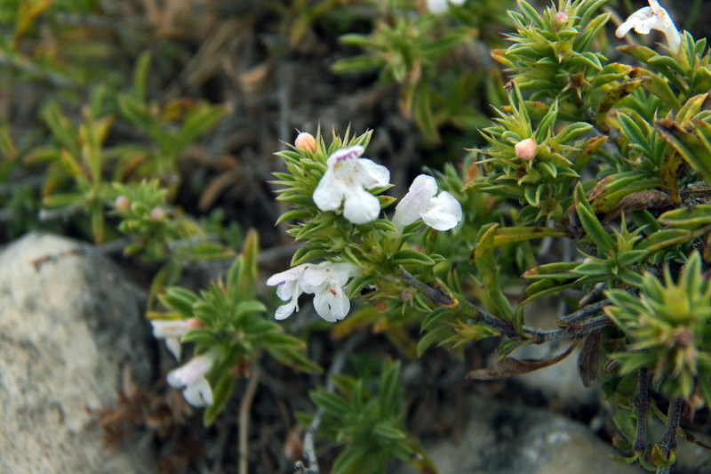 Image of Satureja subdentata specimen.