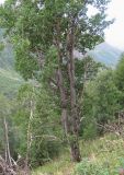 Populus tremula. Нижняя часть взрослого дерева. Кабардино-Балкария, Эльбрусский р-н, долина р. Адылсу, ок. 2300 м н.у.м., склон горы. 23.08.2017.