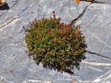 Rhodiola coccinea