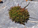 Rhodiola coccinea. Плодоносящее растение на камне. Таджикистан, Фанские горы, перевал Алаудин, ≈ 3700 м н.у.м., каменистый склон. 05.08.2017.