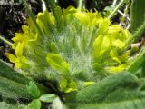 Astragalus andaulgensis