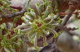 Ceratonia siliqua