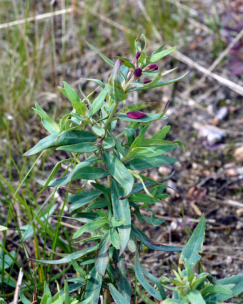 Image of Chamaenerion latifolium specimen.