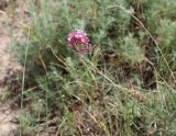Crucianella sintenisii