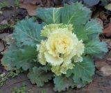 Brassica oleracea разновидность viridis. Вегетирующее растение (декоративная форма). Ростовская обл., г. Таганрог, в Городском парке. 03.01.2018.