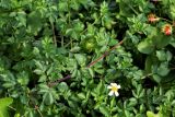 Bidens pilosa