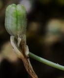 Ornithogalum comosum