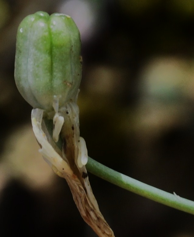 Изображение особи Ornithogalum comosum.