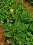 Doronicum macrophyllum