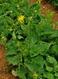 Doronicum macrophyllum. Цветущее растение. Абхазия, Рицинский реликтовый национальный парк, гора Агура, урочище Каменная Поляна, ≈ 2300 м н.у.м., субальпийский луг. 14.07.2017.