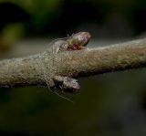 Lonicera ligustrina var. pileata