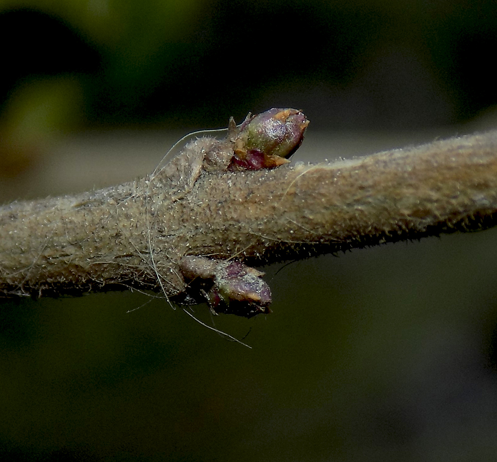 Image of Lonicera ligustrina var. pileata specimen.