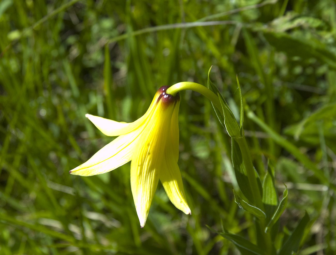 Image of Lilium kesselringianum specimen.