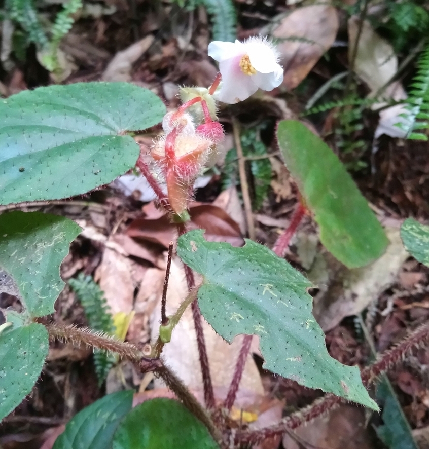 Image of Begonia cathcartii specimen.