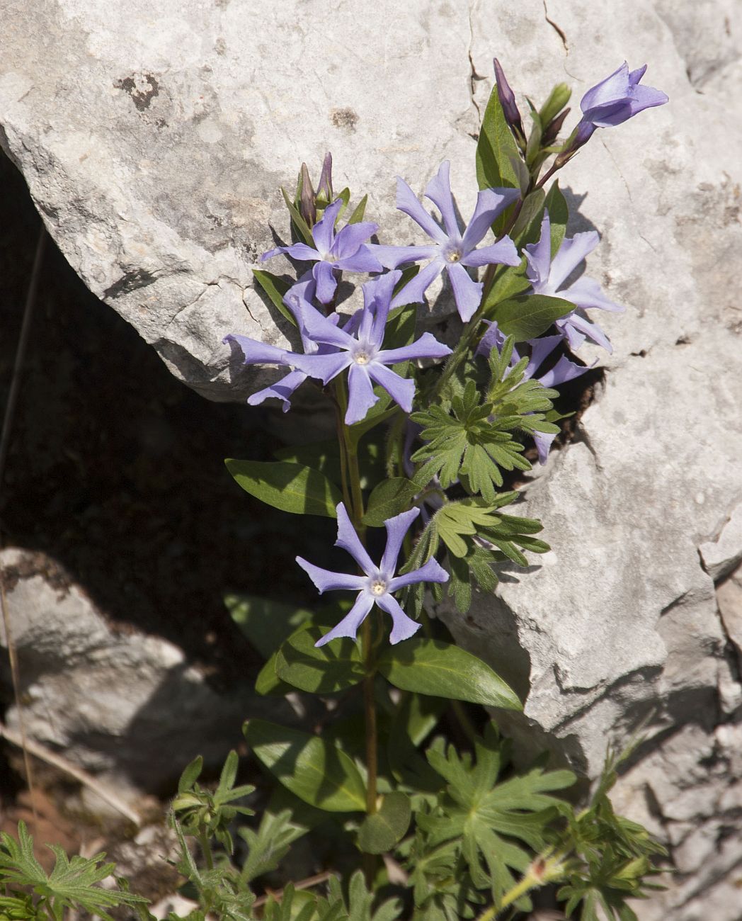 Изображение особи Vinca herbacea.