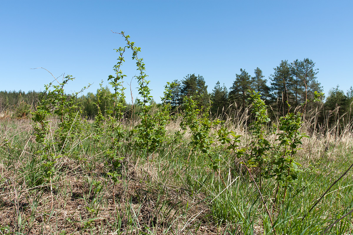 Изображение особи Rubus idaeus.