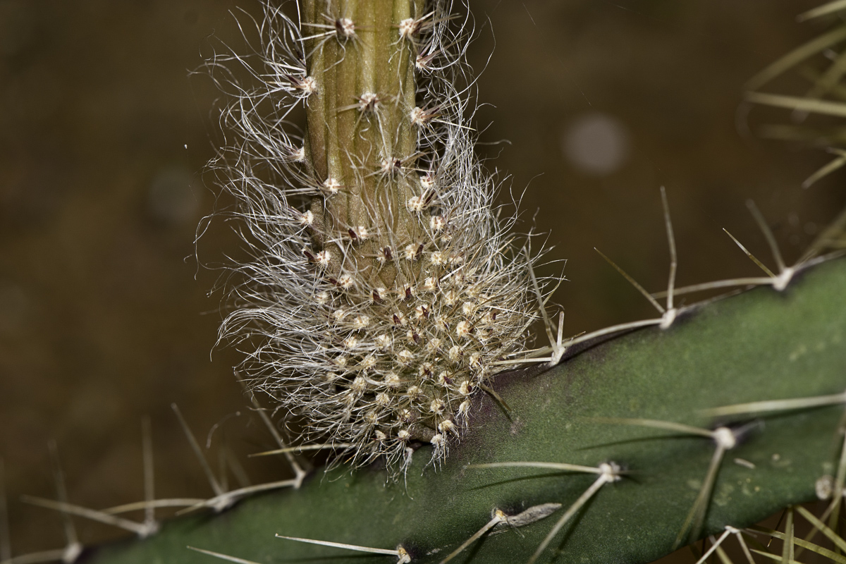 Image of Selenicereus grandiflorus specimen.