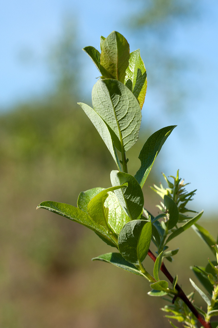 Изображение особи Salix starkeana.