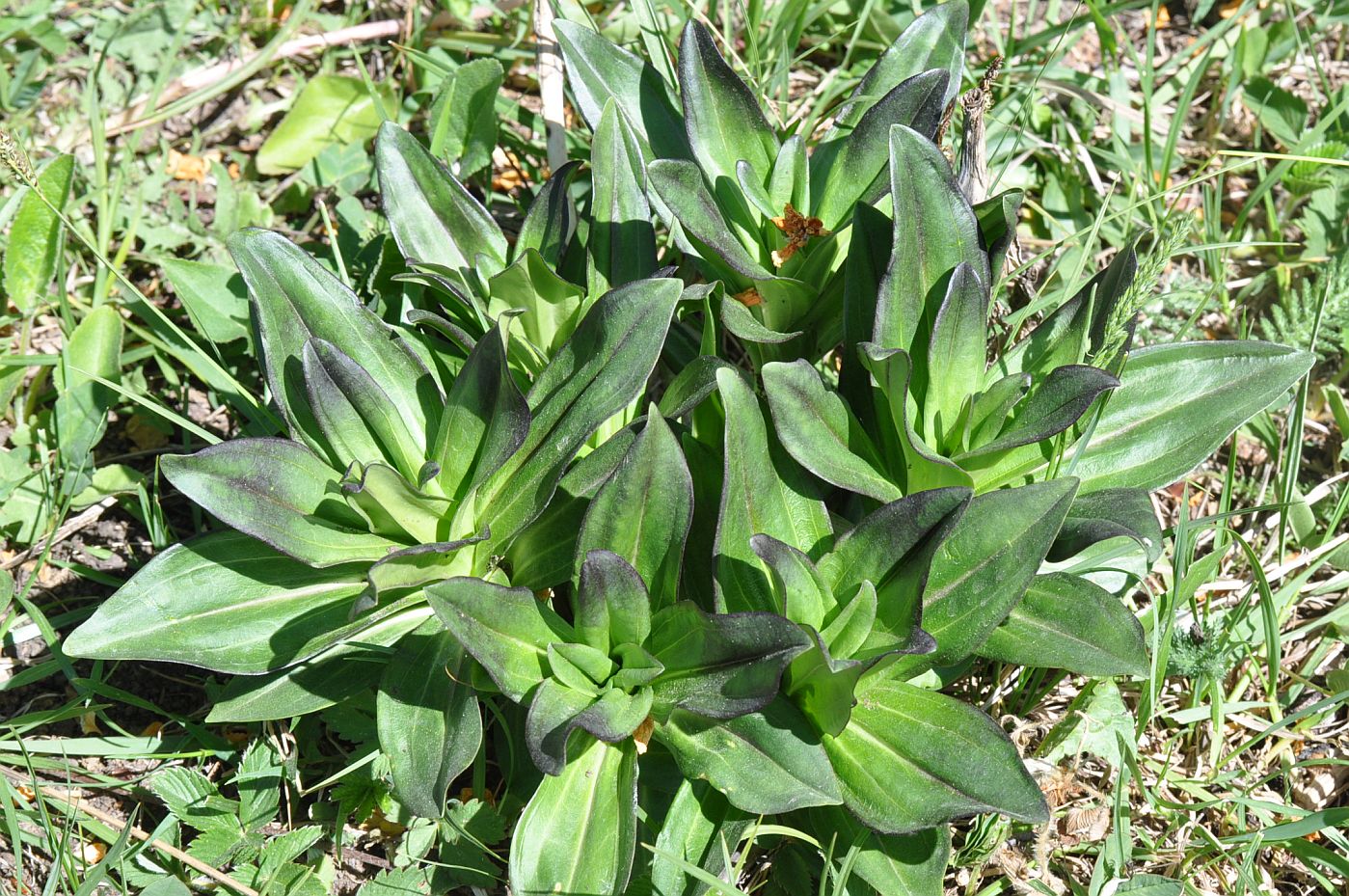 Image of genus Gentiana specimen.