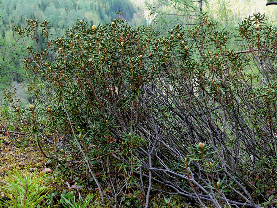 Image of Ledum palustre specimen.