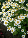 Pyrethrum parthenium