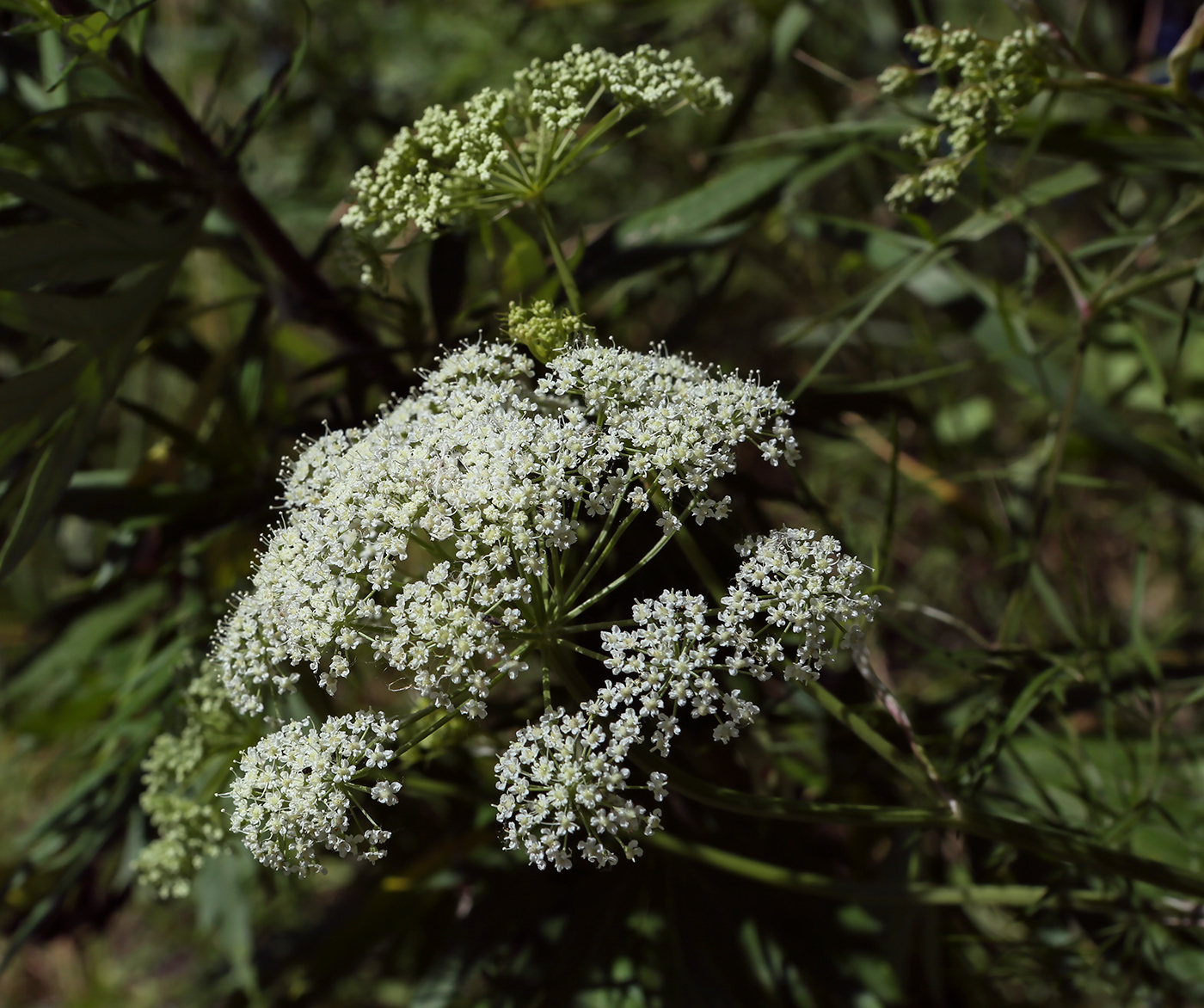 Image of Cenolophium fischeri specimen.