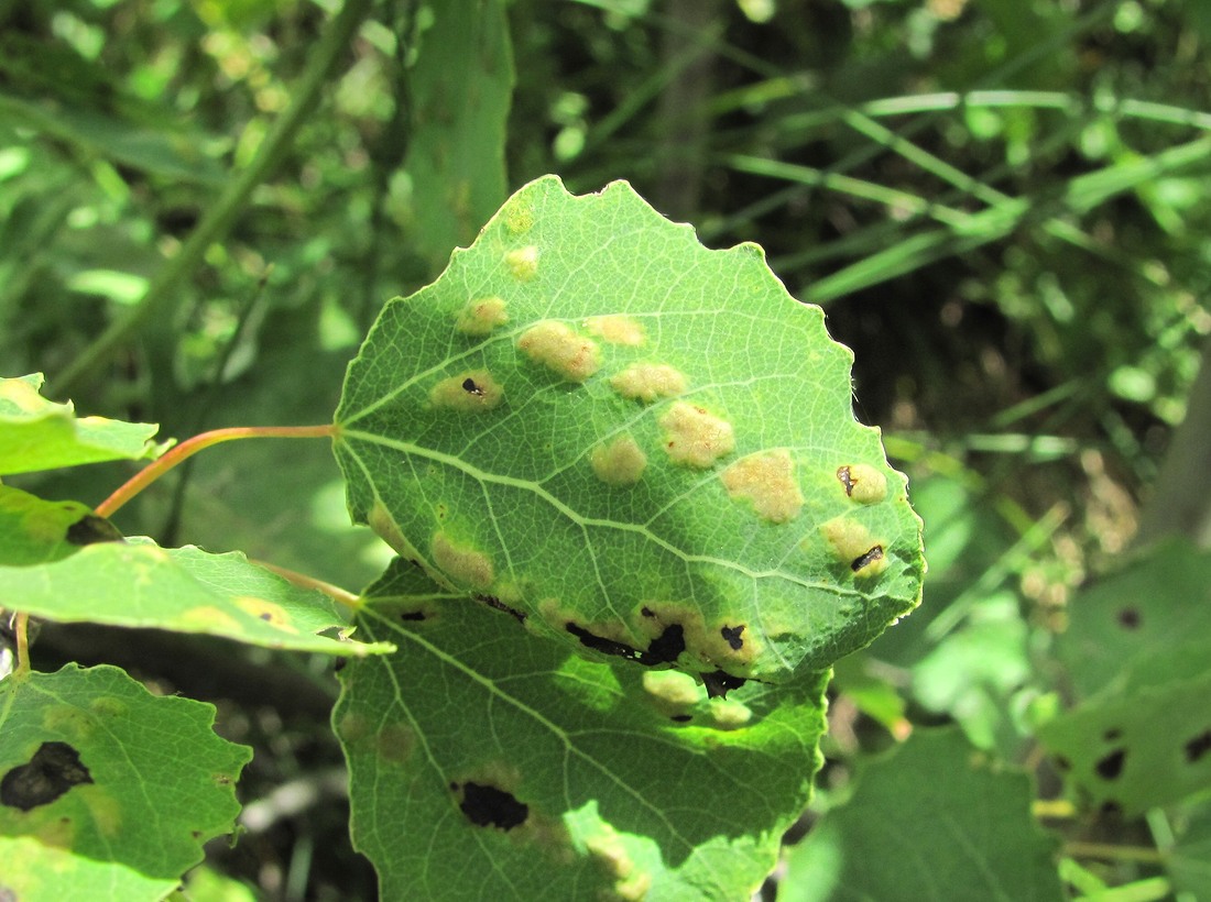 Image of Populus tremula specimen.