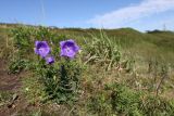 Platycodon grandiflorus