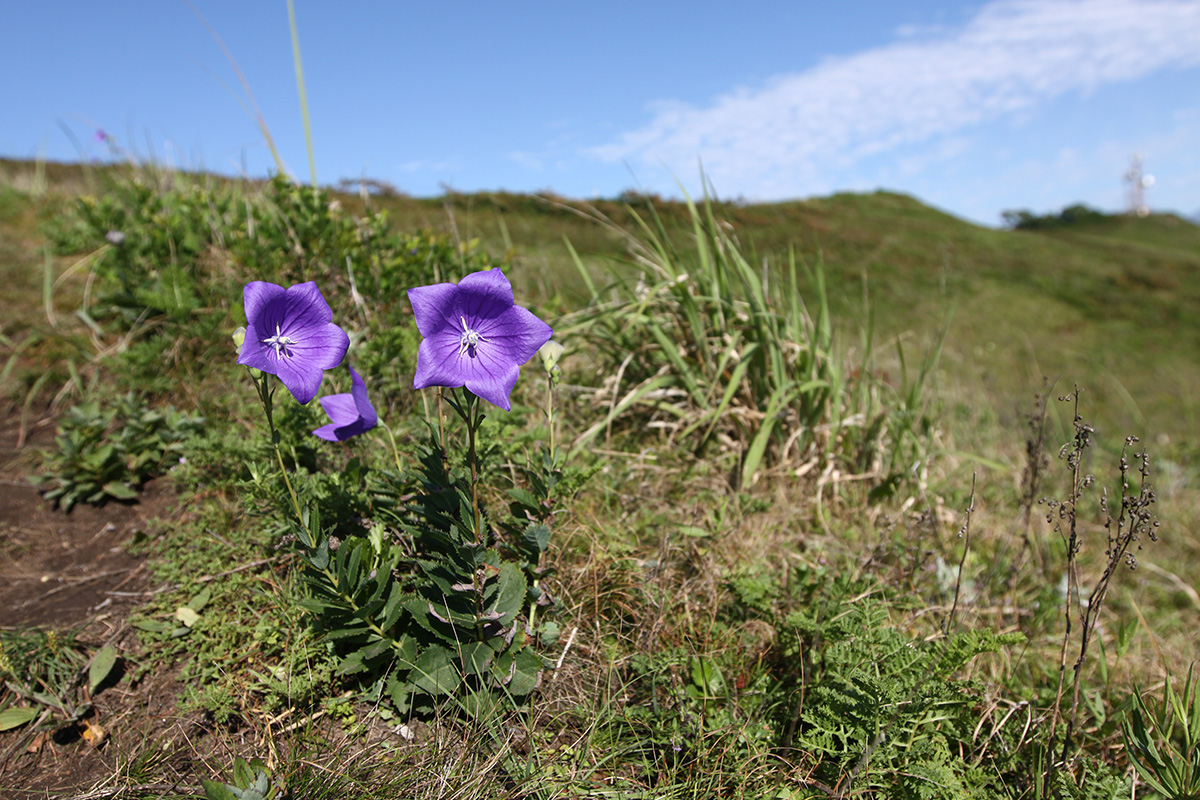 Изображение особи Platycodon grandiflorus.