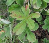 Potentilla brachypetala. Лист с поражениями. Кабардино-Балкария, Эльбрусский р-н, долина р. Ирик, ок. 2200 м н.у.м., скальный выход. 05.08.2018.