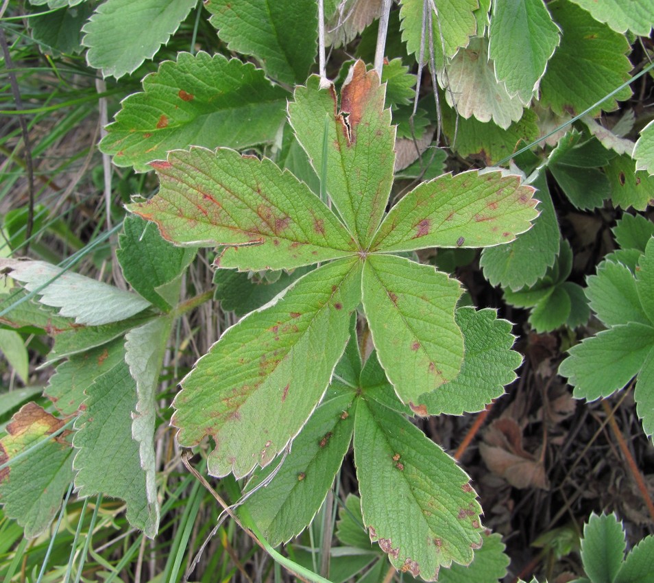 Изображение особи Potentilla brachypetala.