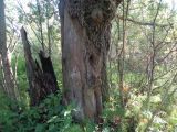 Quercus robur. Ствол с травмой от падения второго ствола (сейчас пенёк слева) во время бури; растение, вероятно, посажено. Тверская обл., Весьегонский р-н, хут. Спас-Реня. 26 августа 2018 г.