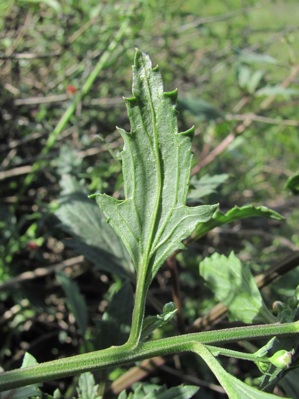 Изображение особи Scrophularia rupestris.