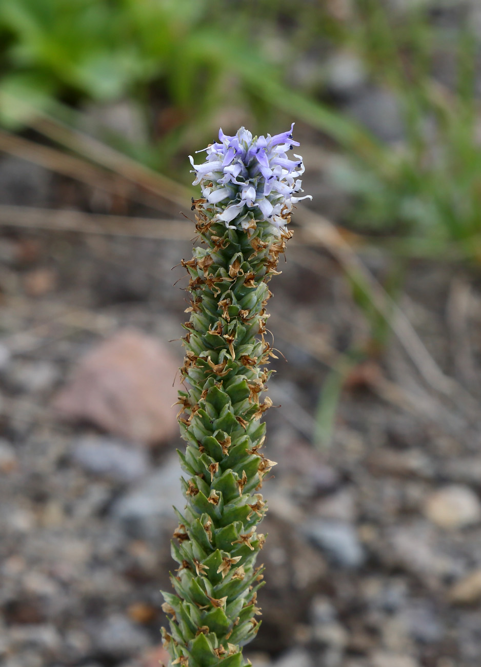 Изображение особи Lagotis glauca.