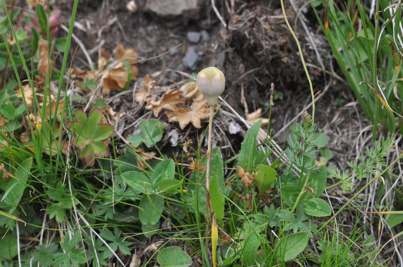 Image of Fritillaria ophioglossifolia specimen.