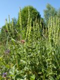 Veronica teucrium. Плодоносящее растение. Ленинградская обл., Волосовский р-н, верхнее течение р. Оредеж, суходольный луг. 14.07.2018.
