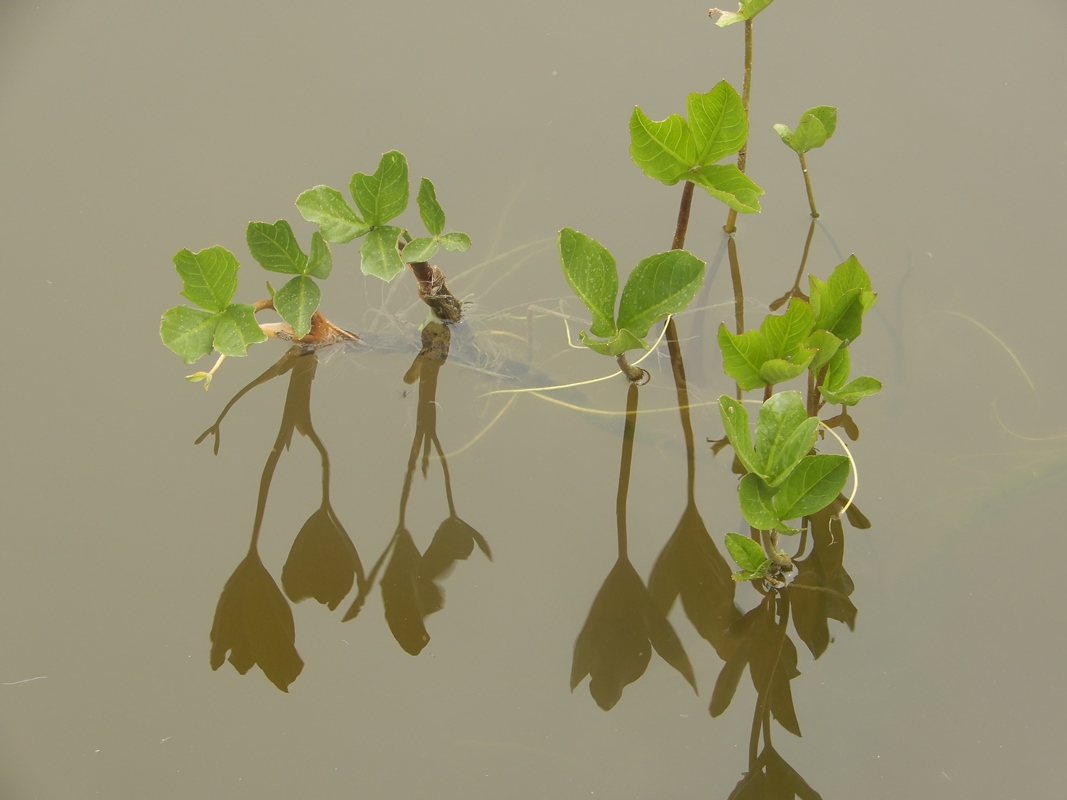 Image of Menyanthes trifoliata specimen.