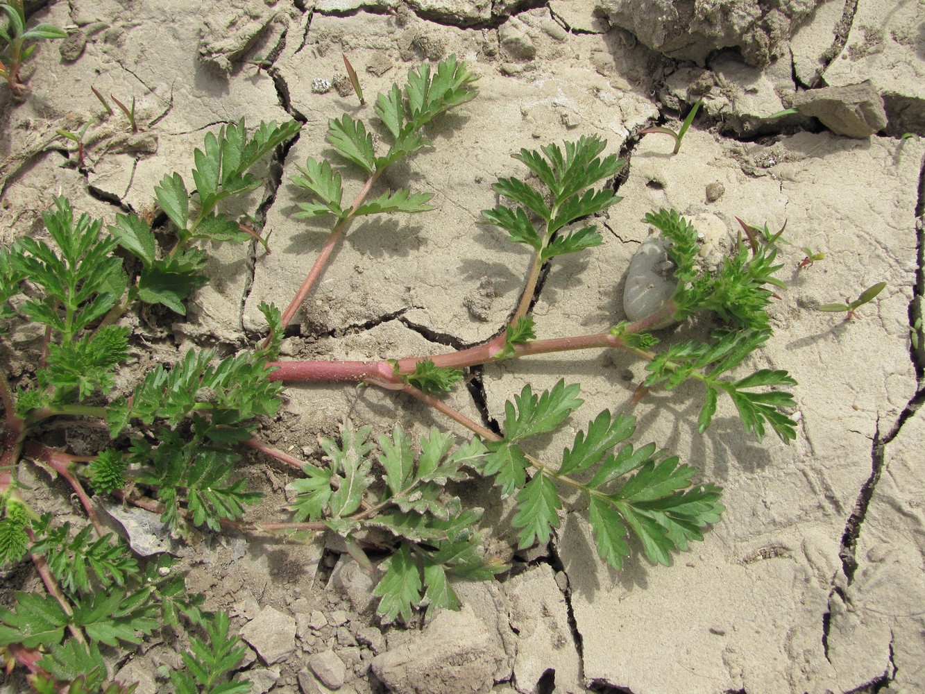Image of Potentilla supina specimen.