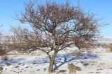 Crataegus turkestanica