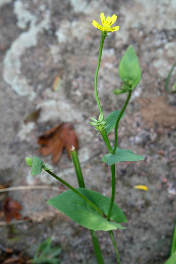 Изображение особи Acanthocephalus benthamianus.