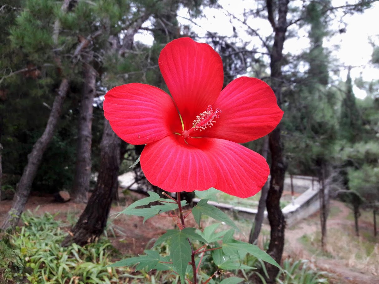 Изображение особи Hibiscus coccineus.