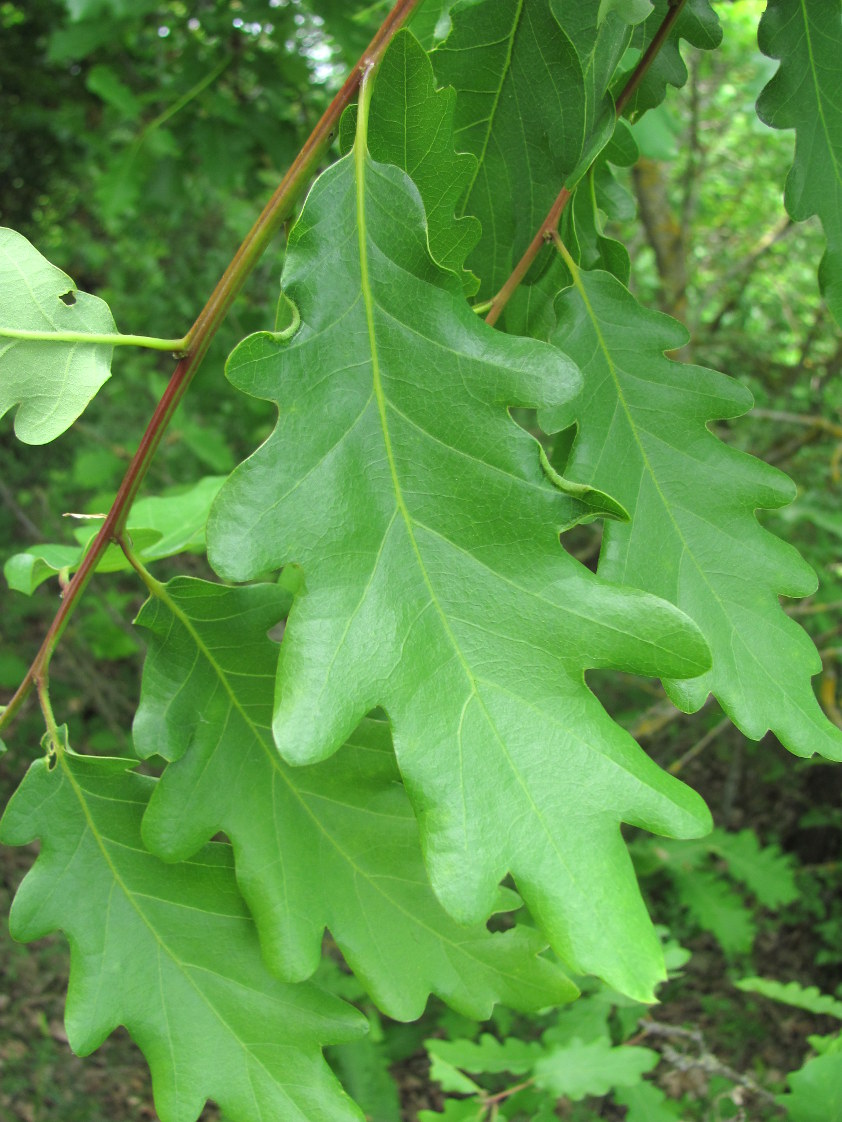Изображение особи род Quercus.