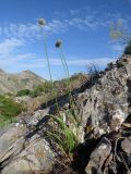 Allium oreoscordum