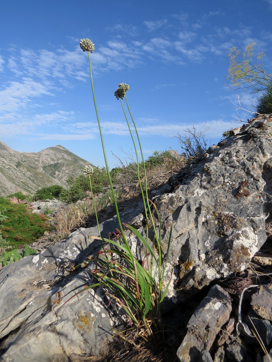 Image of Allium oreoscordum specimen.