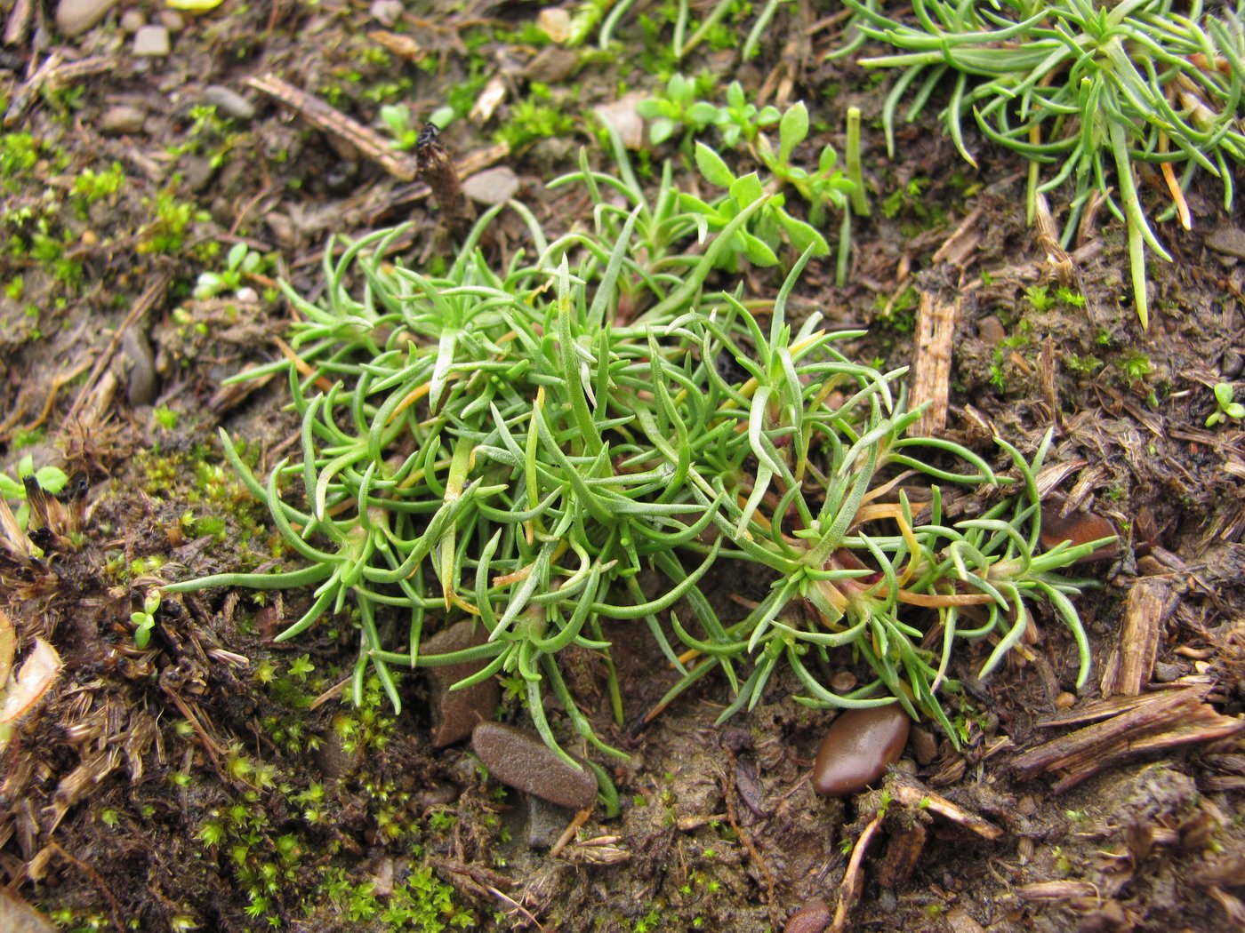 Image of Scleranthus annuus specimen.