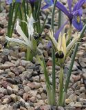 Iridodictyum zagricum